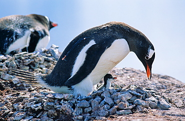 Adult Gentoo Penguin (Pygoscelis papua) sitting with chick on its nest. Cuverville Island, Antarctica