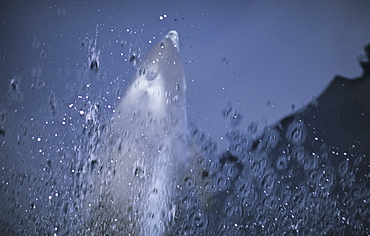 Bowriding White-Beaked Dolphin (Lagenorhynchus albirostris). Northern Iceland