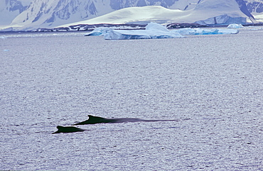 Two humpback whales (Megaptera novaeangliae) swimming in front of an icy coastline. Cuverville Island, Antarctica