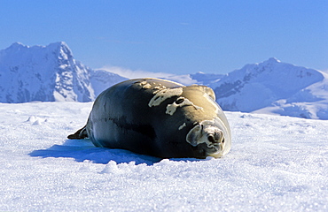 Crabeater Seal (Lobodon carcinophaga) lying and resting on ice. Paradise Harbour, Antarctica