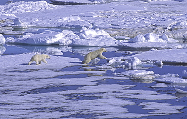 Female Polar Bear (Ursus Maritimus) with her cub walking on sea ice. North Spitsbergen, Svalbard