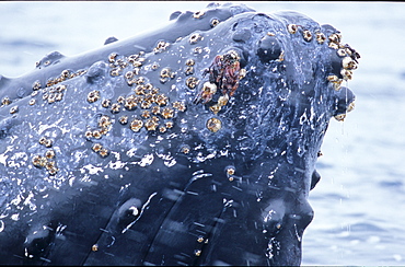 Spyhopping Humpback whale (Megaptera novaeangliae) adult. Wilhelmina Bay, Antarctic Peninsula