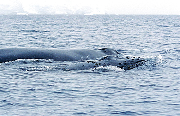 Humpback whale (Megaptera novaeangliae) mother with calf swimming closeby. Wilhelmina Bay, Antarctic Peninsula