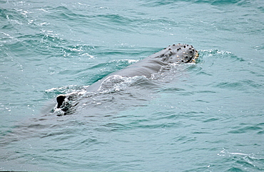 Humpback whale (Megaptera novaeangliae) calf swimming closeby. Livingston Island, Antarctic Peninsula