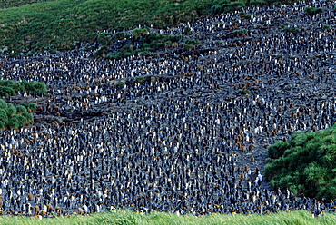 Huge colony of King Penguins (Aptenodytes patagonicus) framed by tussock grass. Salisbury Plain, South Georgia, Subantarctic   (rr)