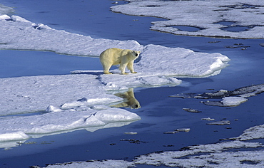 Polar Bear (Ursus Maritimus) and its mirroring in a meltwater pond. North Spitsbergen, Svalbard