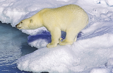 Polar bear (Ursus maritimus) on an ice floe. Scoresbysund, East Greenland