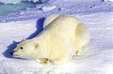 Curious polar bear (Ursus maritimus) on an ice floe. Scoresbysund, East Greenland