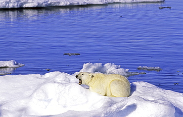 Young polar bear (Ursus maritimus) sitting on an ice floe. Scoresbysund, East Greenland