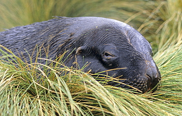 HookerÃs Sea Lion (Phocarctos Hookeri) lying amongst tussock. Campbell Island, Subantarctic New Zealand .