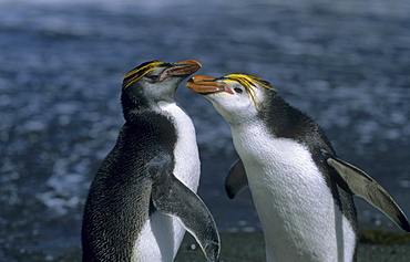 Fighting adult Royal Penguins (Eudyptes Schlegeli). Sandy Bay, Macquarie Island, Subantarctic Australia.