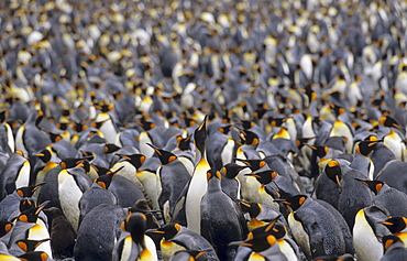 Large colony of King Penguins (Aptenodytes Patagonicus). Sandy Bay, Macquarie Island, Subantarctic Australia.