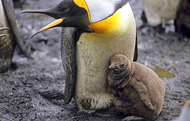 King Penguin (Aptenodytes Patagonicus) protecting its chick. Sandy Bay, Macquarie Island, Subantarctic Australia.