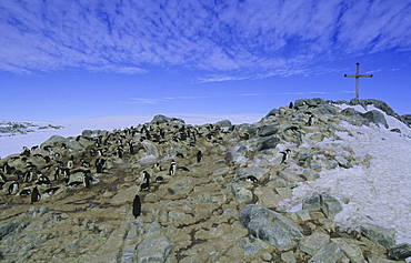 Colony of Adªlie Penguins (Pygoscelis Adeliae) at the Ninnis/Mertz memorial. Commonwealth Bay, East Antarctica