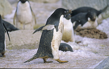 Adult Adªlie Penguin (Pygoscelis Adeliae) collecting stones for the nest construction. Commonwealth Bay, East Antarctica