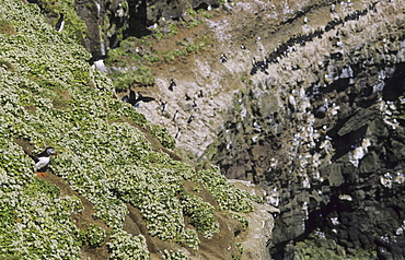 Birdcliffs at Grimsey. Northern Iceland