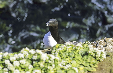 Razorbill (Alca torda) at Grimsey. Northern Iceland