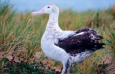 Wandering Albatross (Diomedea Exulans) standing quiet in between tussock grass.  Prion Island, South Georgia, Subantarctic, Southern Ocean.