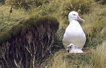 Southern Royal Albatross (Diomedea Epomophora) sitting in nest with its chick. Campbell Island, Subantarctic New Zealand.