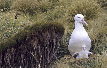 Southern Royal Albatross (Diomedea Epomophora) sitting in nest with its chick. Campbell Island, Subantarctic New Zealand.