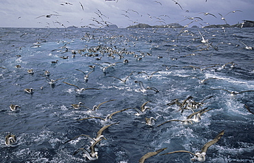 SalvinÃs Albatross (Diomedea Cauta Salvini) getting attracted by squid. Bounty Islands, Subantarctic New Zealand 