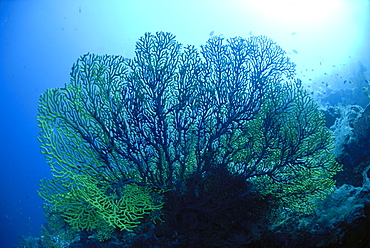 Gorgonian Sea Fan - Annella reticulata (Supergorgia reticulata), Sipadan, Sabah, Malaysia, Borneo, South-east Asia