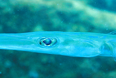 Close-up of head and eye of reef Cornetfish, Smooth flute mouth ( Fistularia commersonii ), Mahe, Seychelles, Indian Ocean     (rr)