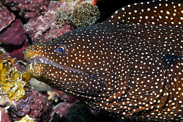 Whitemouth moray, moray eel, Gymnothorax meleagris, Mahe, Seychelles, Indian Ocean