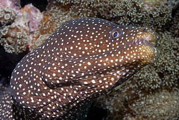 Whitemouth moray, moray eel, Gymnothorax meleagris, Mahe, Seychelles, Indian Ocean