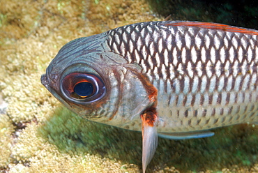 Lattice soldierfish ( Myripristis violacea ), Mahe, Seychelles, Indian Ocean