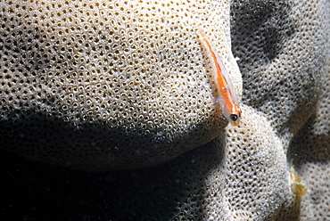 Coral goby on Favites brain coral, Mahe, Seychelles, Indian Ocean