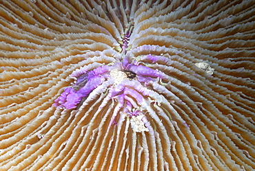 Close-up of Lagoon Mushroom Coral ( Fungia fralinae ), Mahe, Seychelles, Indian Ocean