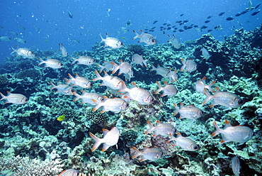 Shoal of Lattice soldierfish ( Myripristis violacea ), Mahe, Seychelles, Indian Ocean     (rr)