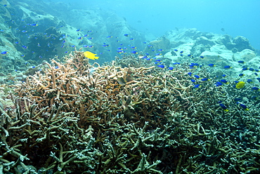 Staghorn corals ( Acropora sp. ), shoal of Caerulean damselfish ( Pomacentrus caeruleus ) and Sulphur damselfish ( Pomacentrus sulfureus ), Mahe, Seychelles, Indian Ocean