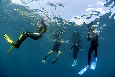 Snorkellers in water observing whale sharks, Mahe, Seychelles, Indian Ocean