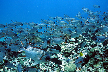 Shoal of Lattice soldierfish ( Myripristis violacea ), Mahe, Seychelles, Indian Ocean     (rr)