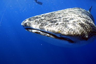 Whale Shark , Rhincodon typus, Mahe, Seychelles, Indian Ocean