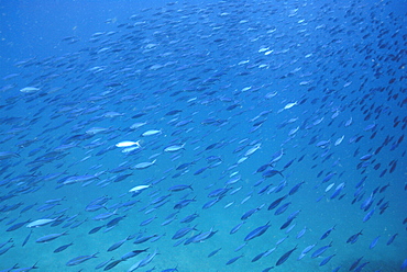 School of Fusiliers, Mahe, Seychelles, Indian Ocean