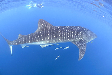 Whale shark researcher and Whale Shark , Rhincodon typus, Mahe, Seychelles, Indian Ocean