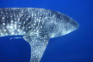 Whale Shark , Rhincodon typus, Mahe, Seychelles, Indian Ocean