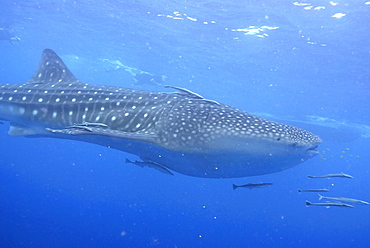 Snorkellers and Whale Shark , Rhincodon typus, Mahe, Seychelles, Indian Ocean