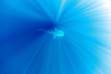 Whale Shark , Rhincodon typus, Mahe, Seychelles, Indian Ocean