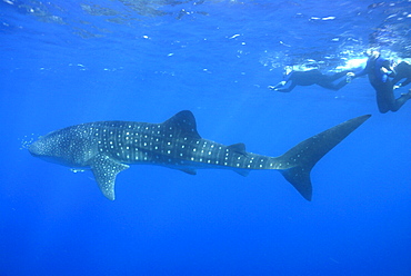 Whale shark researcher and Whale Shark , Rhincodon typus, Mahe, Seychelles, Indian Ocean