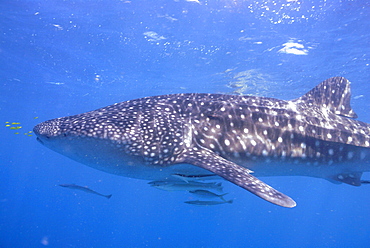 Whale Shark , Rhincodon typus, Mahe, Seychelles, Indian Ocean