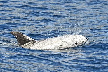 Risso's Dolphin (Grampus griseus). Azores, North Atlantic. Taken 2008