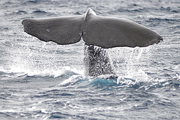 Sperm Whale (Physeter macrocephalus). Azores, North Atlantic. Taken 2008