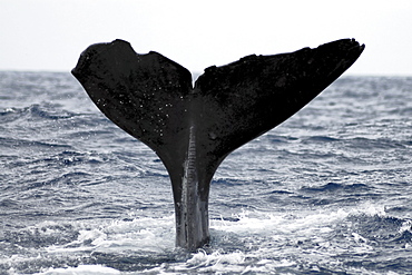 Sperm Whale (Physeter macrocephalus). Azores, North Atlantic. Taken 2008