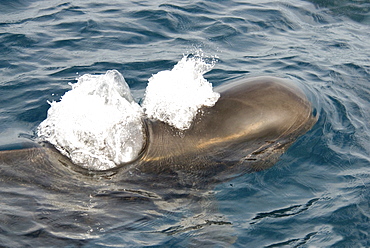 Short Finned Pilot Whale (Globicephala Macrorhynchus). Azores, North Atlantic