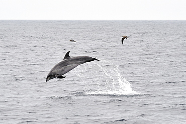 Common Bottlenose Dolphin (Tursiops truncatus). Azores, North Atlantic. Taken 2008