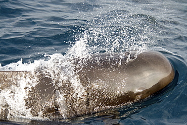 Short Finned Pilot Whale (Globicephala Macrorhynchus). Azores, North Atlantic